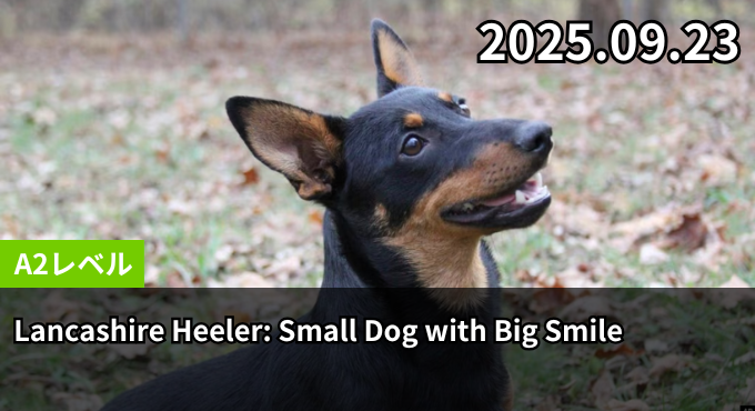 Lancashire Heeler: Small Dog with Big Smile