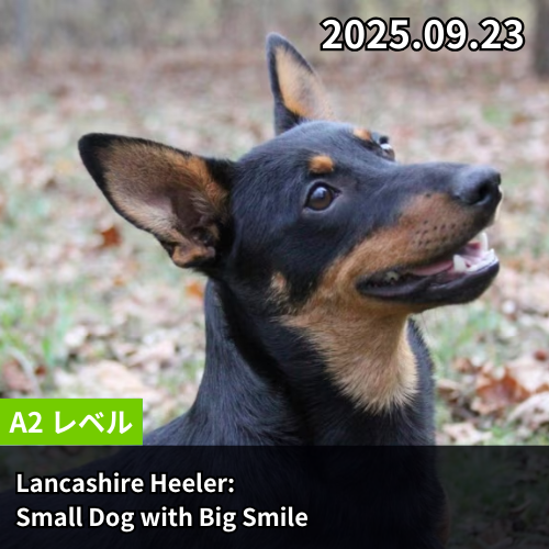 Lancashire Heeler: Small Dog with Big Smile
