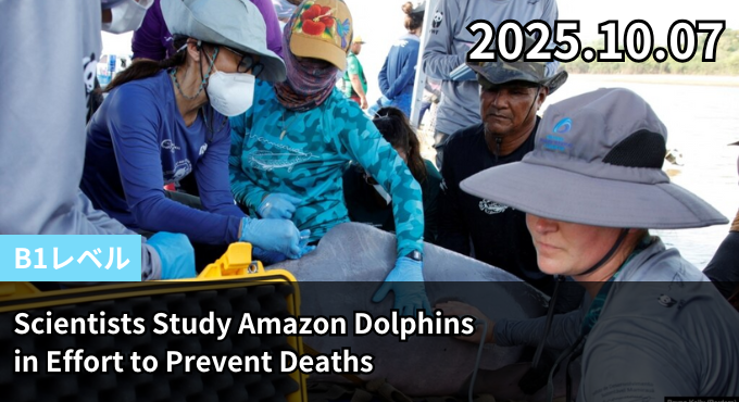 Scientists Study Amazon Dolphins in Effort to Prevent Deaths