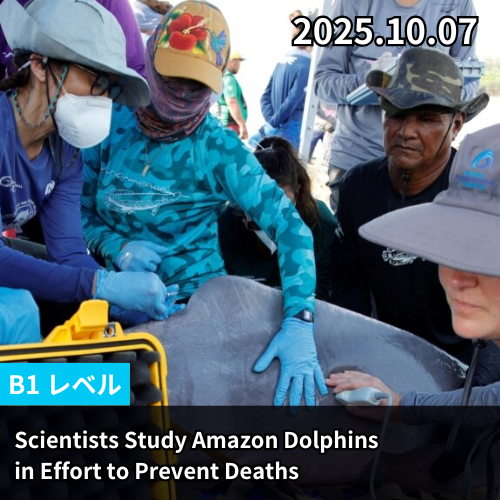 Scientists Study Amazon Dolphins in Effort to Prevent Deaths