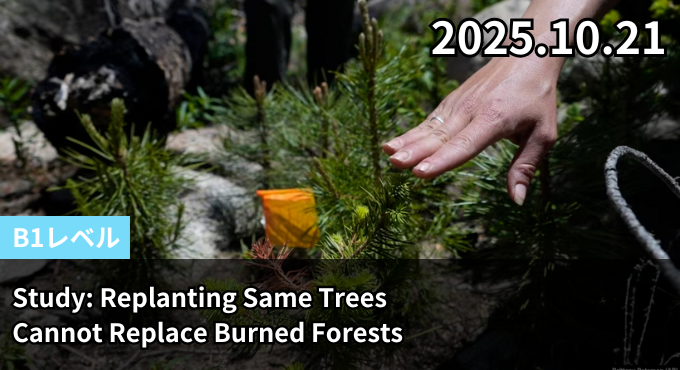 Study: Replanting Same Trees Cannot Replace Burned Forests