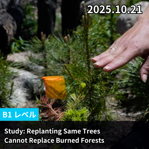 Study: Replanting Same Trees Cannot Replace Burned Forests