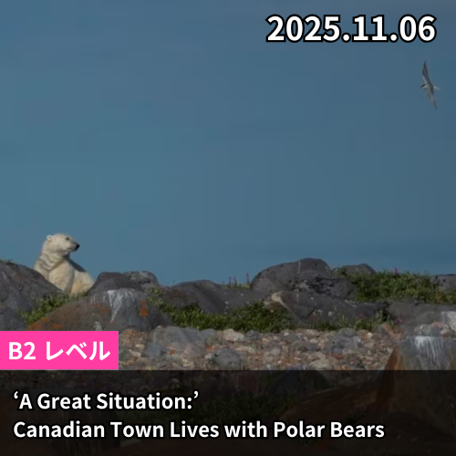 ‘A Great Situation:’ Canadian Town Lives with Polar Bears