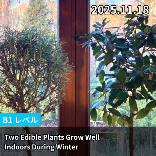 Two Edible Plants Grow Well Indoors During Winter