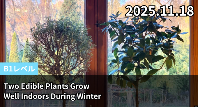 Two Edible Plants Grow Well Indoors During Winter