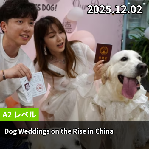 Dog Weddings on the Rise in China