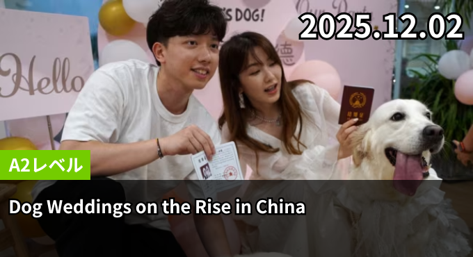 Dog Weddings on the Rise in China