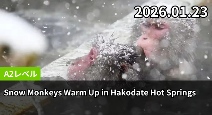 Snow Monkeys Warm Up in Hakodate Hot Springs