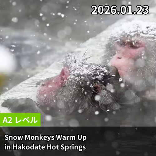 Snow Monkeys Warm Up in Hakodate Hot Springs