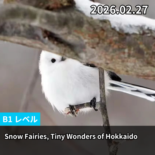 Snow Fairies, Tiny Wonders of Hokkaido