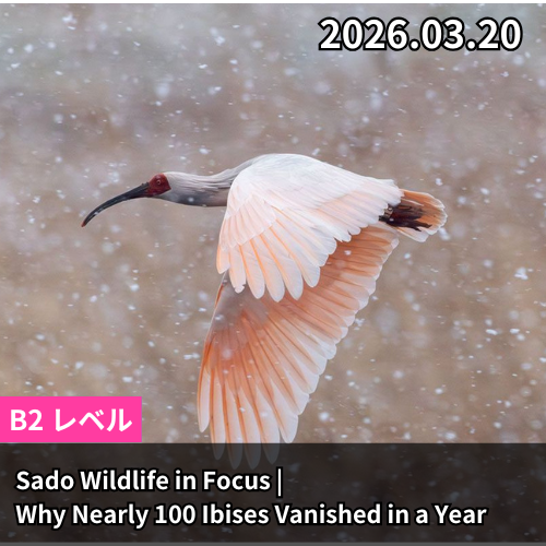 Sado Wildlife in Focus | Why Nearly 100 Ibises Vanished in a Year