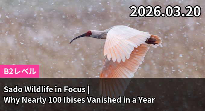Sado Wildlife in Focus | Why Nearly 100 Ibises Vanished in a Year
