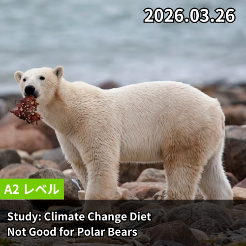 Study: Climate Change Diet Not Good for Polar Bears