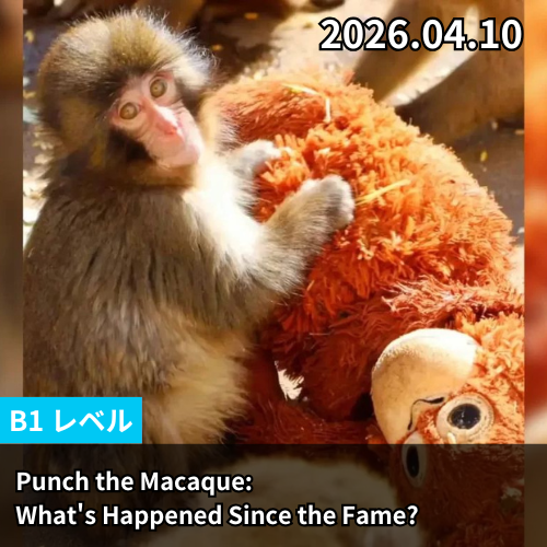 Punch the Macaque: What's Happened Since the Fame?
