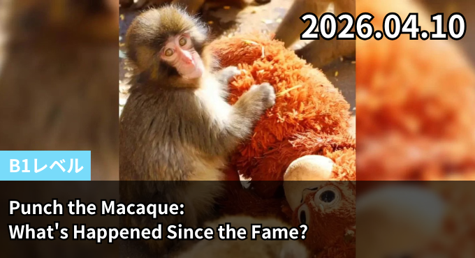 Punch the Macaque: What's Happened Since the Fame?