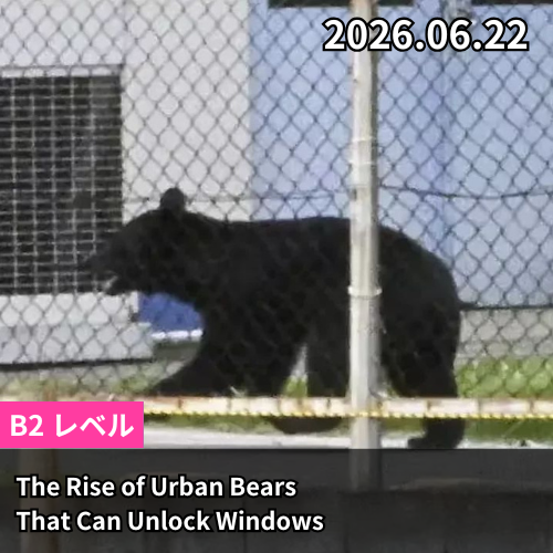 The Rise of Urban Bears That Can Unlock Windows