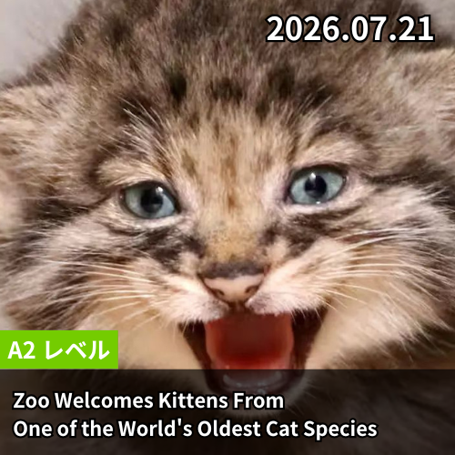 Zoo Welcomes Kittens From One of the World's Oldest Cat Species
