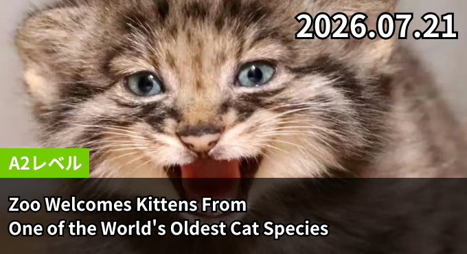Zoo Welcomes Kittens From One of the World's Oldest Cat Species