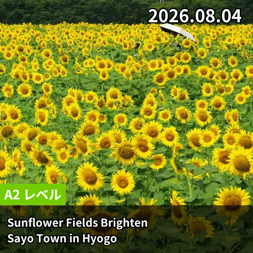 Sunflower Fields Brighten Sayo Town in Hyogo