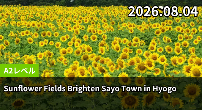 Sunflower Fields Brighten Sayo Town in Hyogo