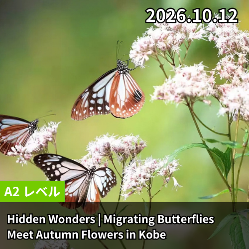 Hidden Wonders | Migrating Butterflies Meet Autumn Flowers in Kobe