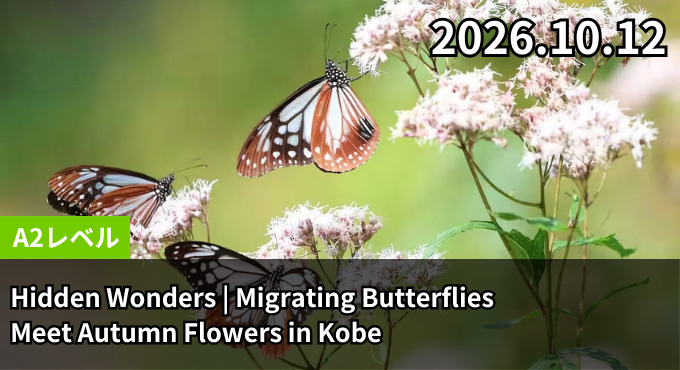 Hidden Wonders | Migrating Butterflies Meet Autumn Flowers in Kobe